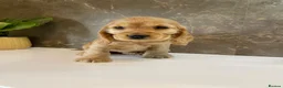 Cocker Spaniel dogs for sale: KC Registered Show Cocker Spaniels - Advert 1