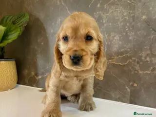 Cocker Spaniel dogs KC Registered Show Cocker Spaniels - Advert 1