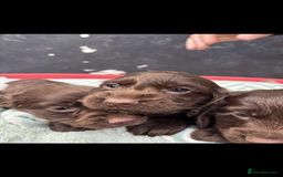 Sprocker dogs for sale: Beautiful Sprocker puppies for sale  - Image 6