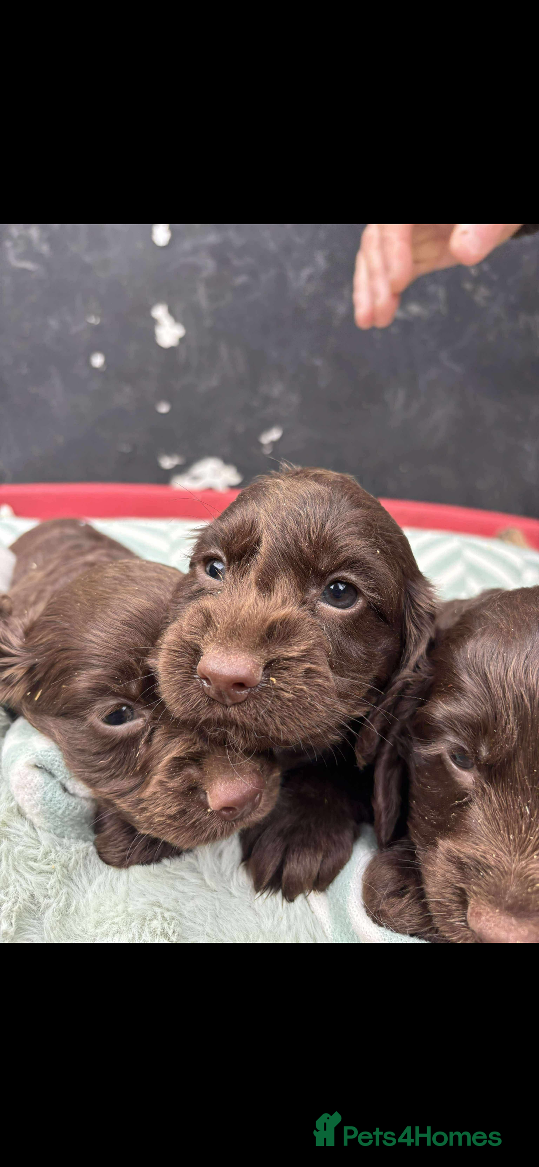 Sprocker dogs for sale: Beautiful Sprocker puppies for sale  - Image 6