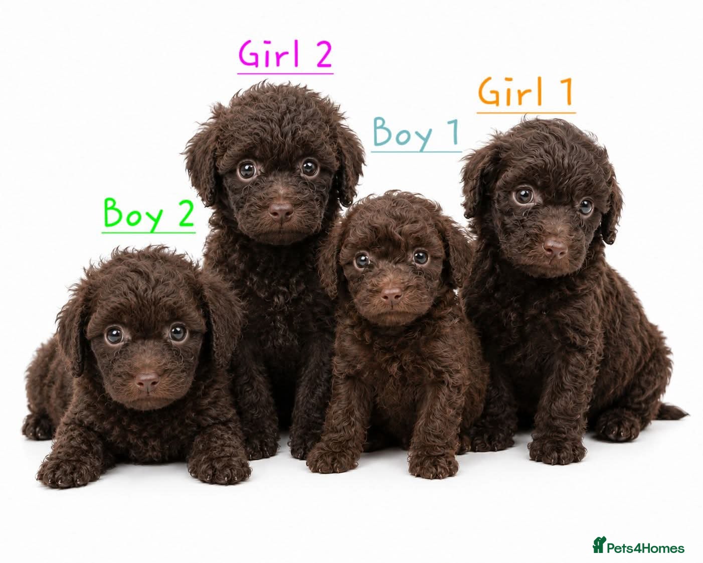 Toy Poodle dogs TINY Health clear Kc chocolate toy poodles  - Advert 19