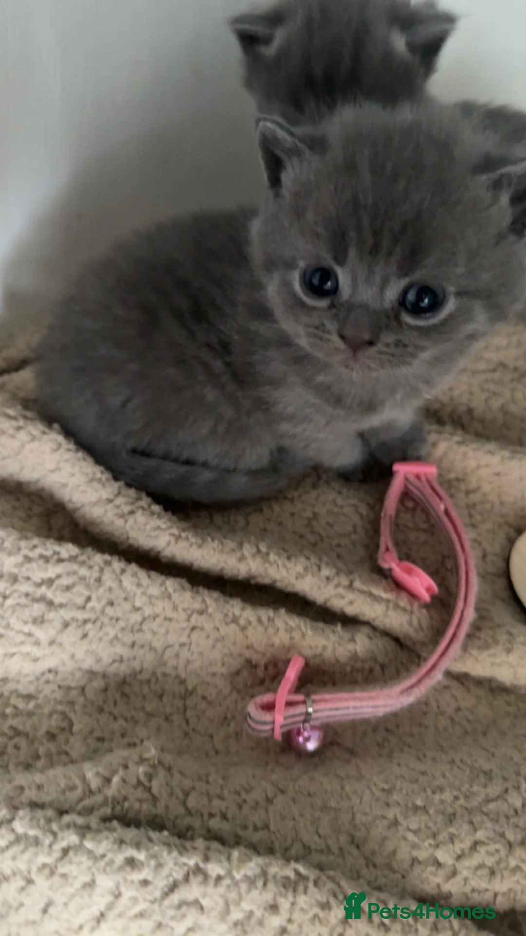 British Shorthair cats for sale: 🐾 Adorable British Shorthair Kittens 🐾 in Faringdon - Advert 2