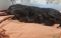 Mixed Breed dogs for sale: corso springer - Image 2