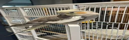 Cockatiels birds for sale: Super tame female cockatiel for sale  - Advert 7