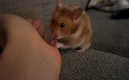Hamster rodents for sale: the sweetest male syrian hamster ❤️ - Image 4