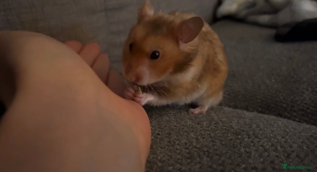 Hamster rodents for sale: the sweetest male syrian hamster ❤️ - Image 4