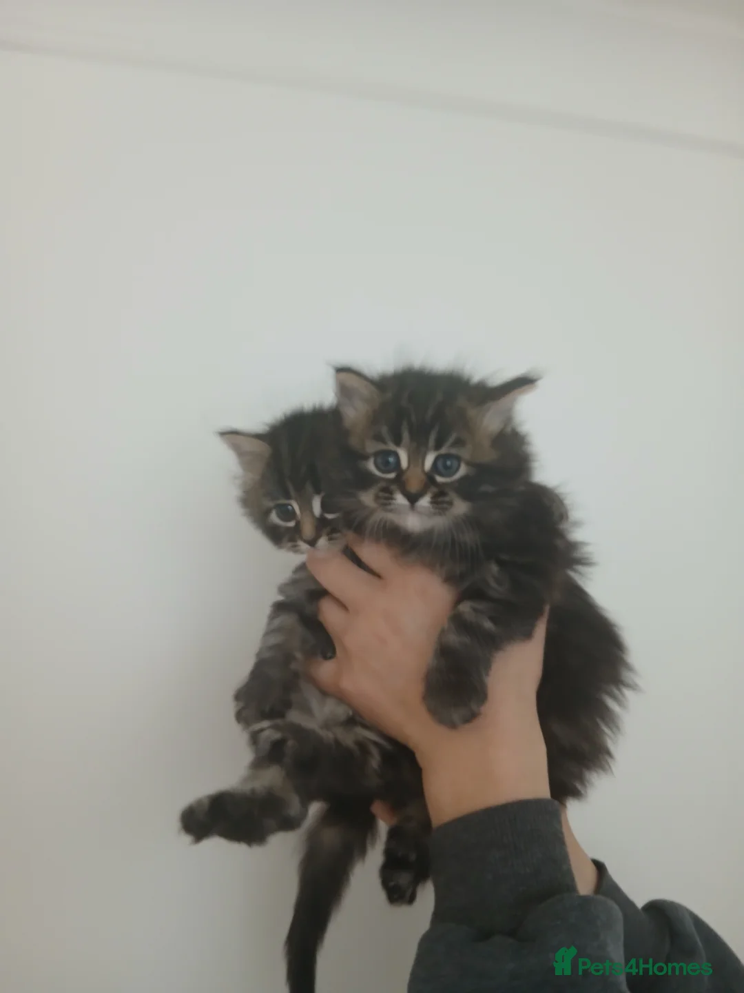 Mixed Breed cats for sale: Maine coon xxx - Advert 11