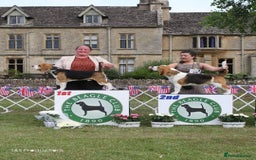 Beagle dogs for stud: Winner at Crufts 2025! in Tonbridge - Image 18