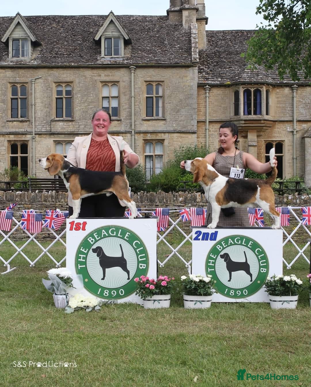 Beagle dogs for stud: Winner at Crufts 2025! in Tonbridge - Image 18