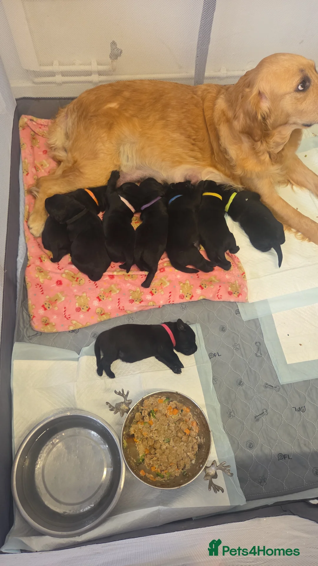 Goldador dogs for sale: Beautiful chunky goldador puppies  - Advert 1