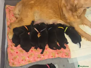 Goldador dogs Beautiful chunky goldador puppies - Advert 4