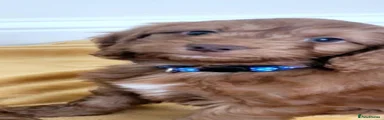 Cockapoo 2