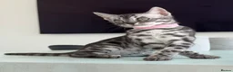 Bengal cats for sale: TICA Pedigree Bengal Girl in Silver 🖤🤍 - Advert 10