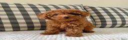 Cockapoo dogs for sale: Health tested cockapoo puppies  - Advert 11