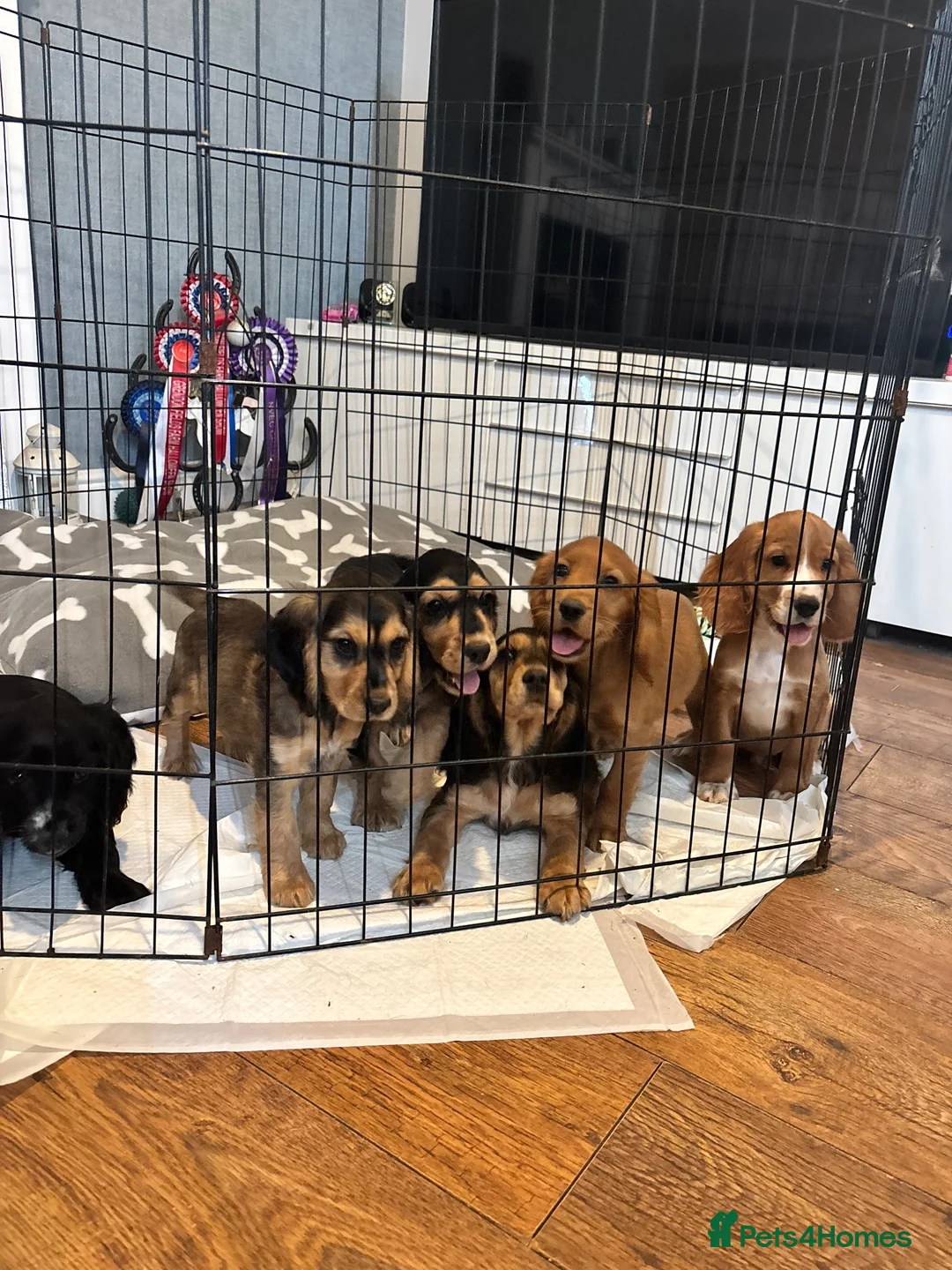 Cocker Spaniel dogs for sale: Cocker spaniel puppies  in Atherstone - Advert 2