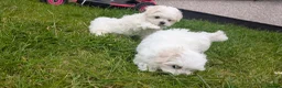 Maltese dogs for sale: TOY BOY MALTESE 💙💙 PRICE REDUCED! - Advert 18