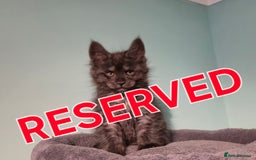 Maine Coon cats for sale: XXL Maine Coon kittens - Image 12