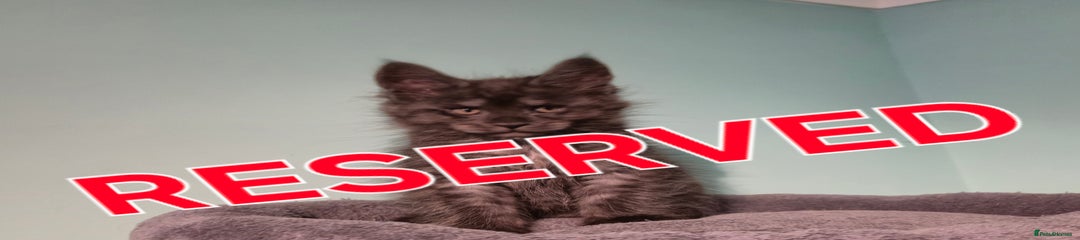 Maine Coon Kitten 5
