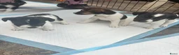 Jack Russell dogs for sale: Jack Russel pups. Long and Short hair  - Advert 7