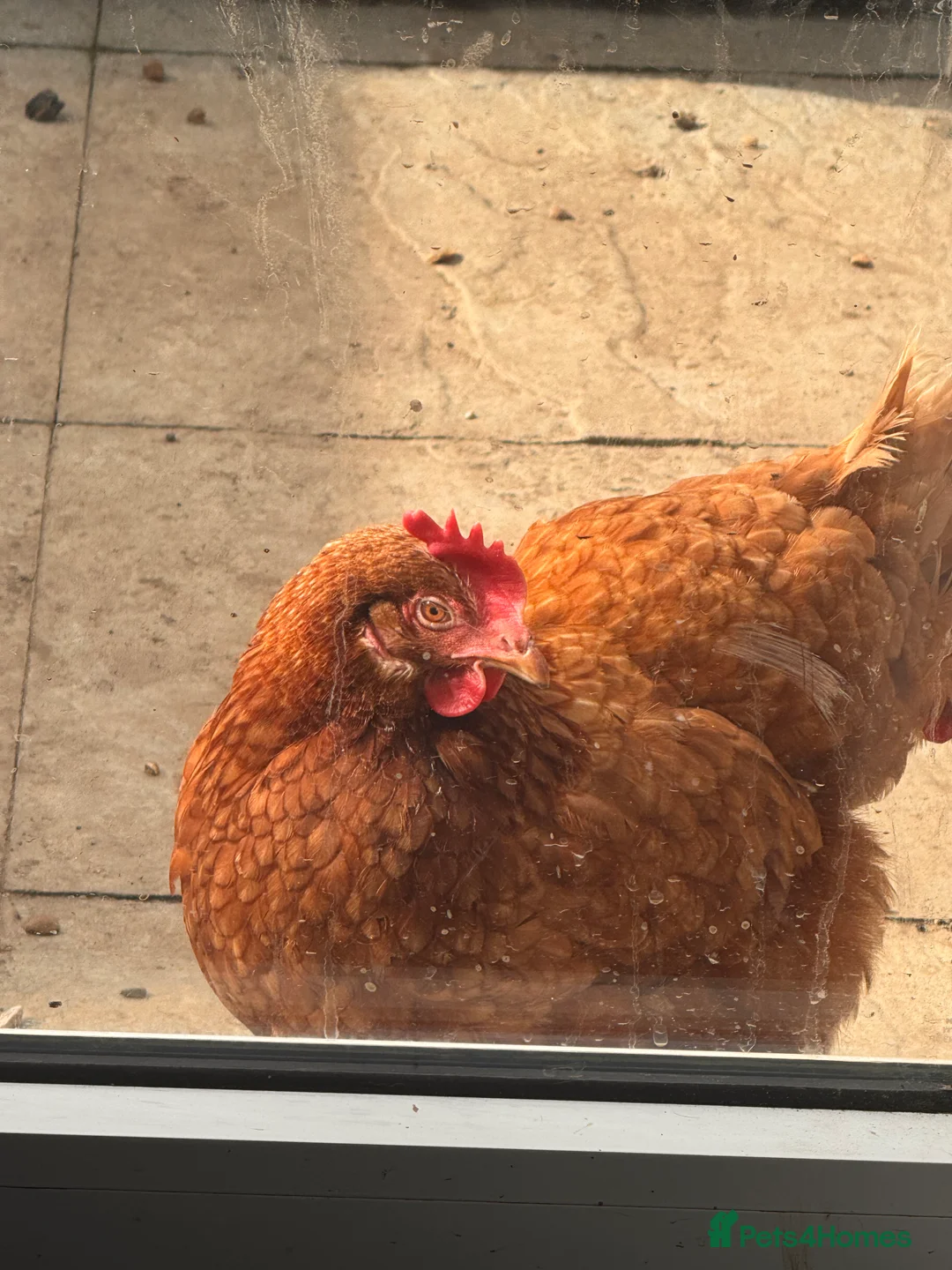 Chickens poultry for sale: 2 chickens and coop.  - Advert 2