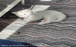 Turkish Angora cats for sale: REDUCED!!! Turkish Angora kittens for sale - Image 4