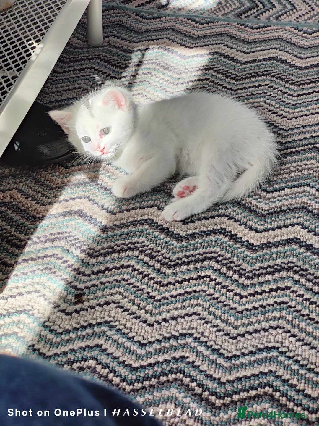 Turkish Angora cats for sale: REDUCED!!! Turkish Angora kittens for sale - Image 4