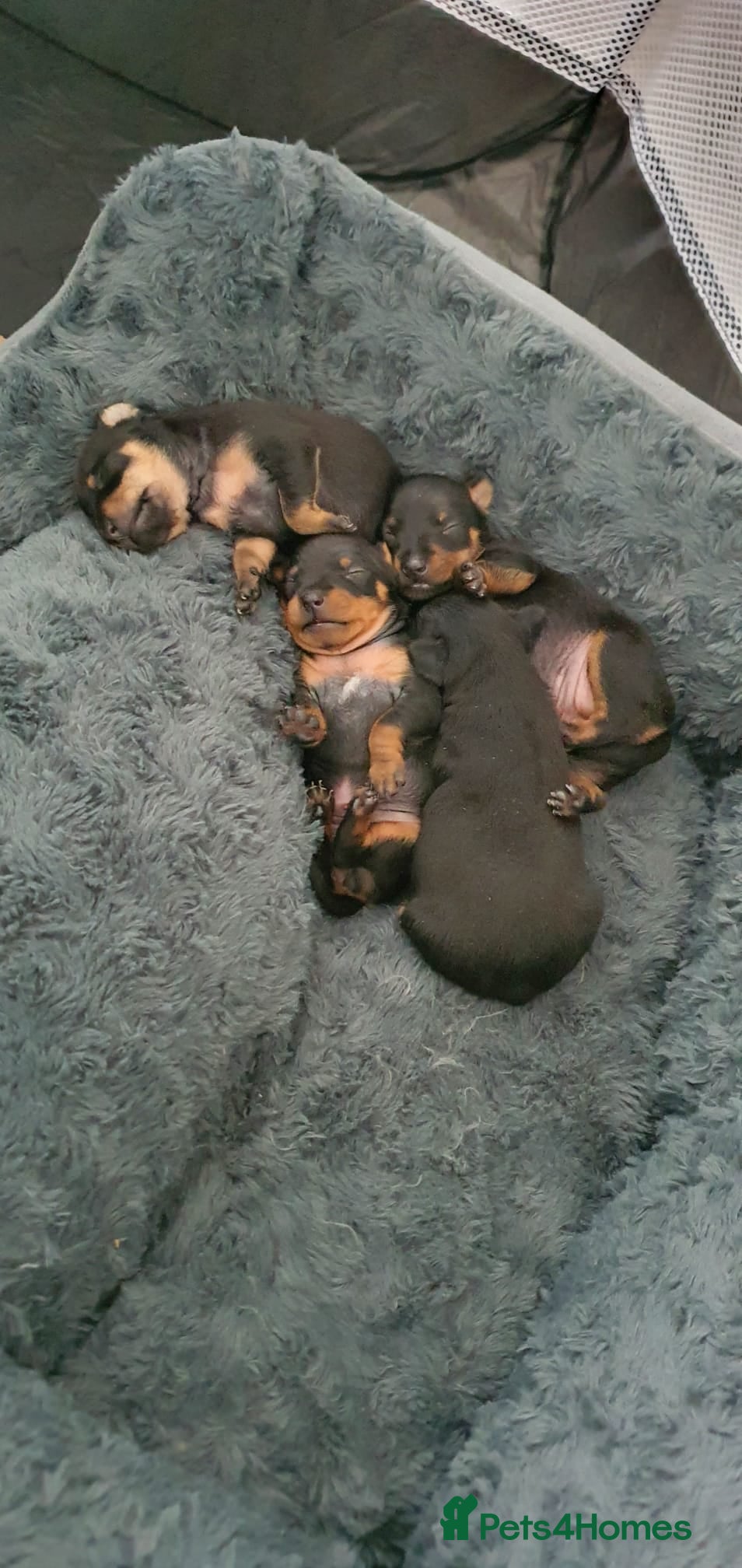 Miniature Pinscher dogs 4 lovely Puppys Prague Ratter (Pražský Krysařík) - Advert 2