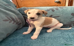 Whippet dogs for sale: 8 WHIPPET PUPPIES   - Image 18