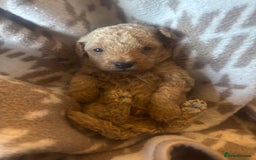 Cavapoochon dogs for sale: Teddy bear Cavapoochons health tested lineage - Advert 9