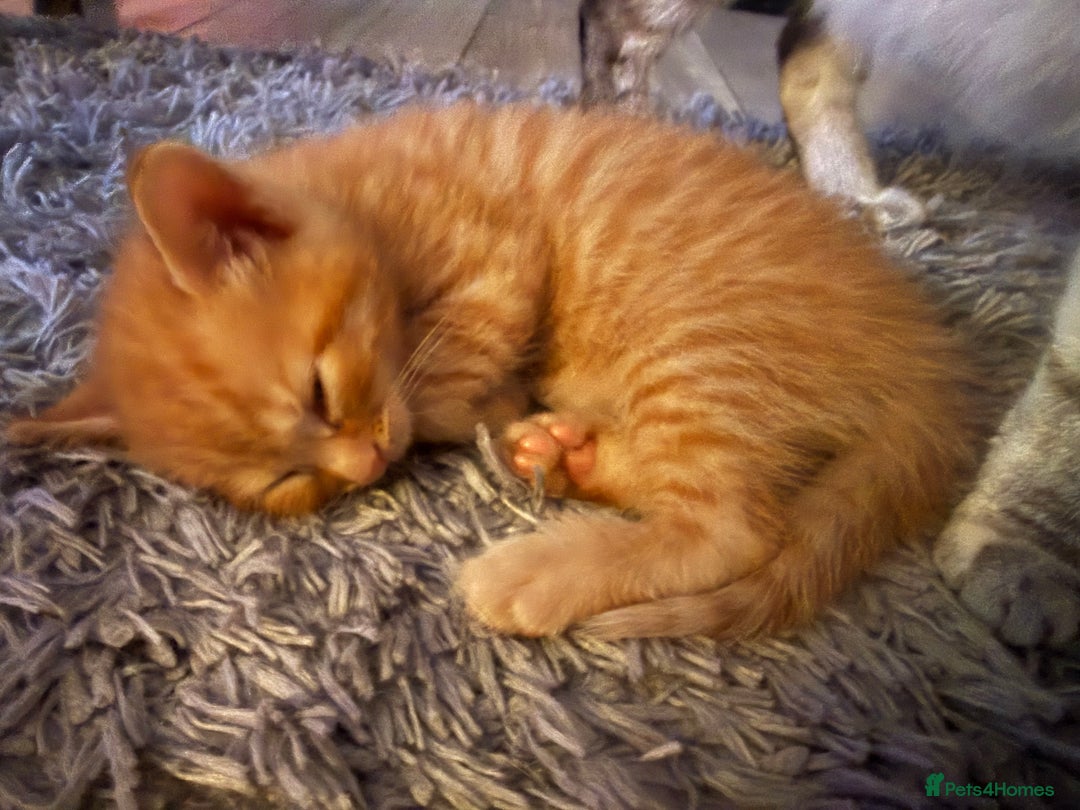 Maine Coon cats for sale: Ginger kittens - Advert 16