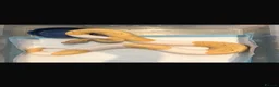 Mixed Breed reptiles for sale: I have 5 royals I’m looking at reselling/rehoming in Basildon - Advert 5