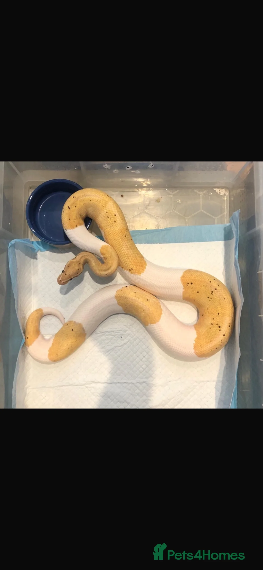 Mixed Breed reptiles for sale: I have 5 royals I’m looking at reselling/rehoming in Basildon - Advert 5