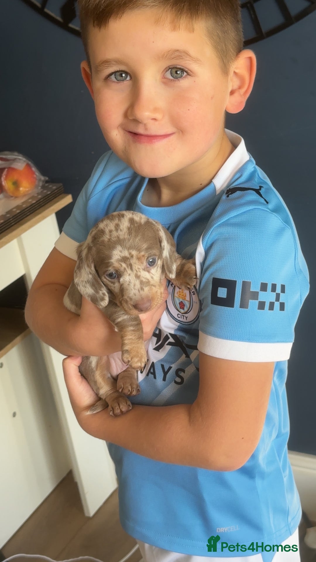 Miniature Dachshund dogs for sale: Mini dachshund kc registered  - Advert 8