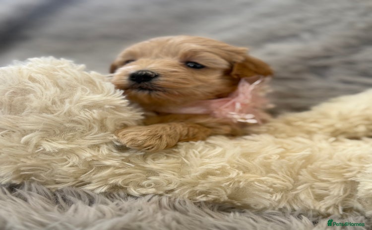 Maltipoo dogs - Advert 6