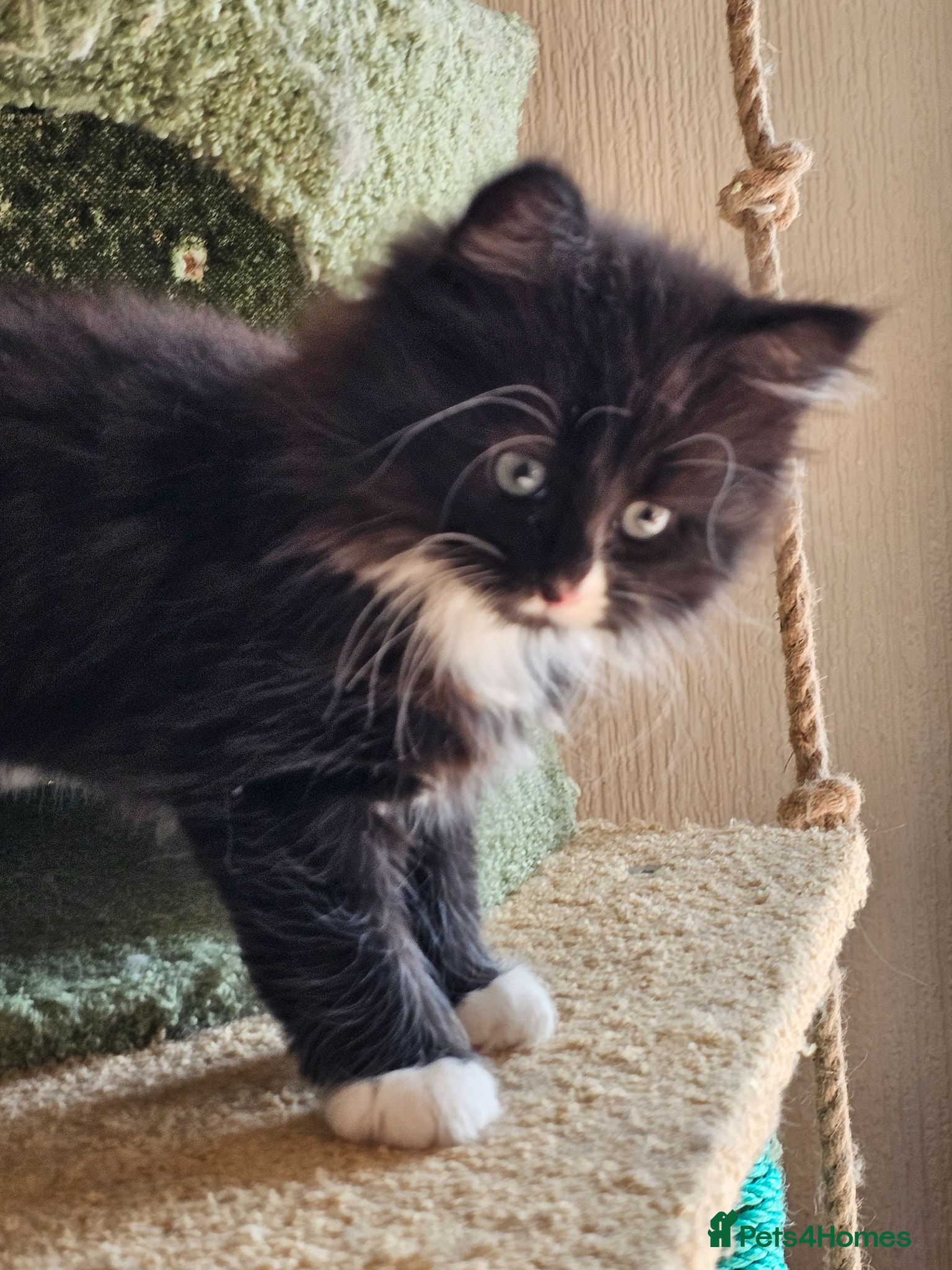 Mixed Breed cats Maine Coon cross boy - Advert 6
