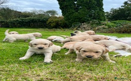 Golden Retriever dogs for sale: Golden retriever puppies - Image 2