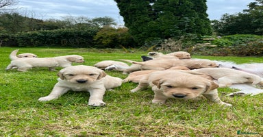 Golden Retriever dogs - Advert 1