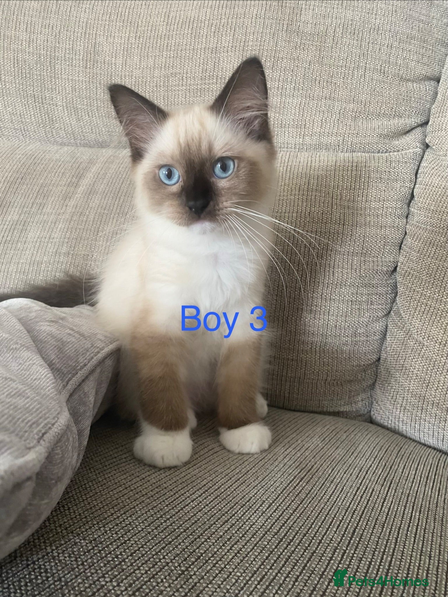 Ragdoll cats Ragdoll Kittens - Advert 4