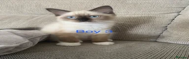 Ragdoll 3
