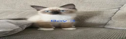Ragdoll cats for sale: Ragdoll Kittens - Advert 1