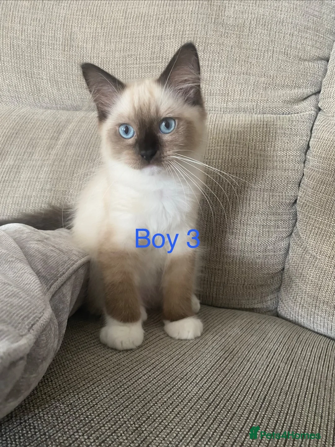 Ragdoll cats for sale: Ragdoll Kittens - Advert 1