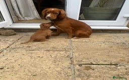 Cocker Spaniel dogs for sale: Pedigree red working cocker - Image 4