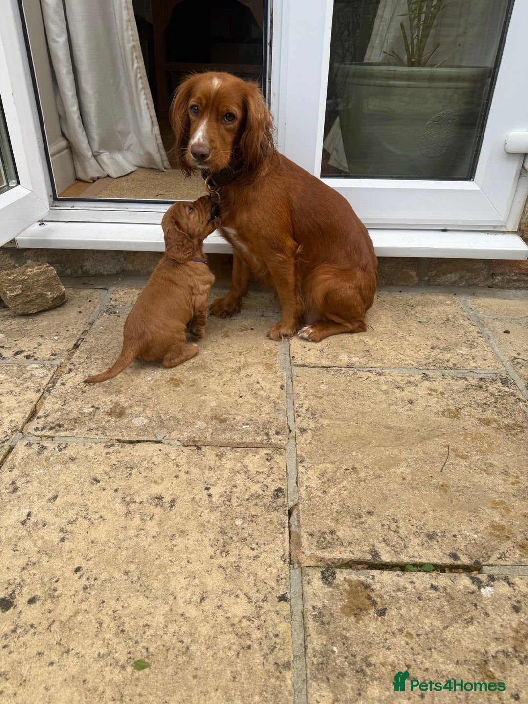 Cocker Spaniel dogs for sale: Pedigree red working cocker - Image 4