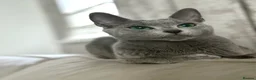 Russian Blue cats for sale: *TOP QUALITY* TICA Pedigree Russian Blue Kittens - Advert 8