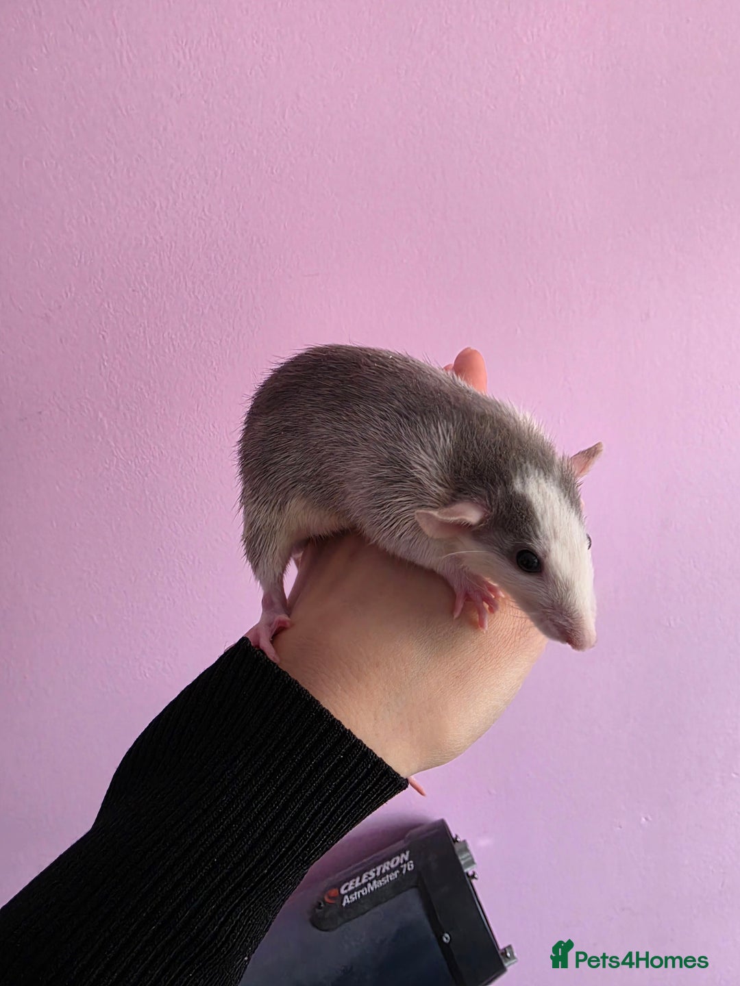 Rat rodents for sale: Baby rats - Advert 5