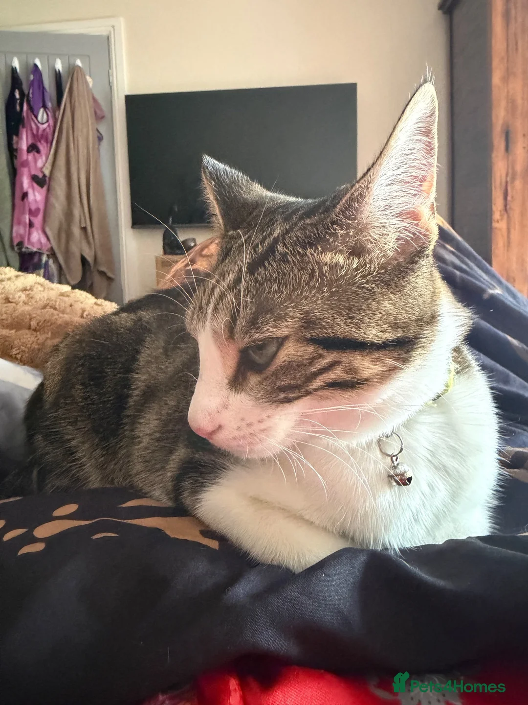 Mixed Breed cats for sale: Beany 1 Year old  - Advert 2