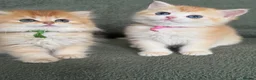British Shorthair cats for sale: Unique British shorthair golden kittens  - Advert 6