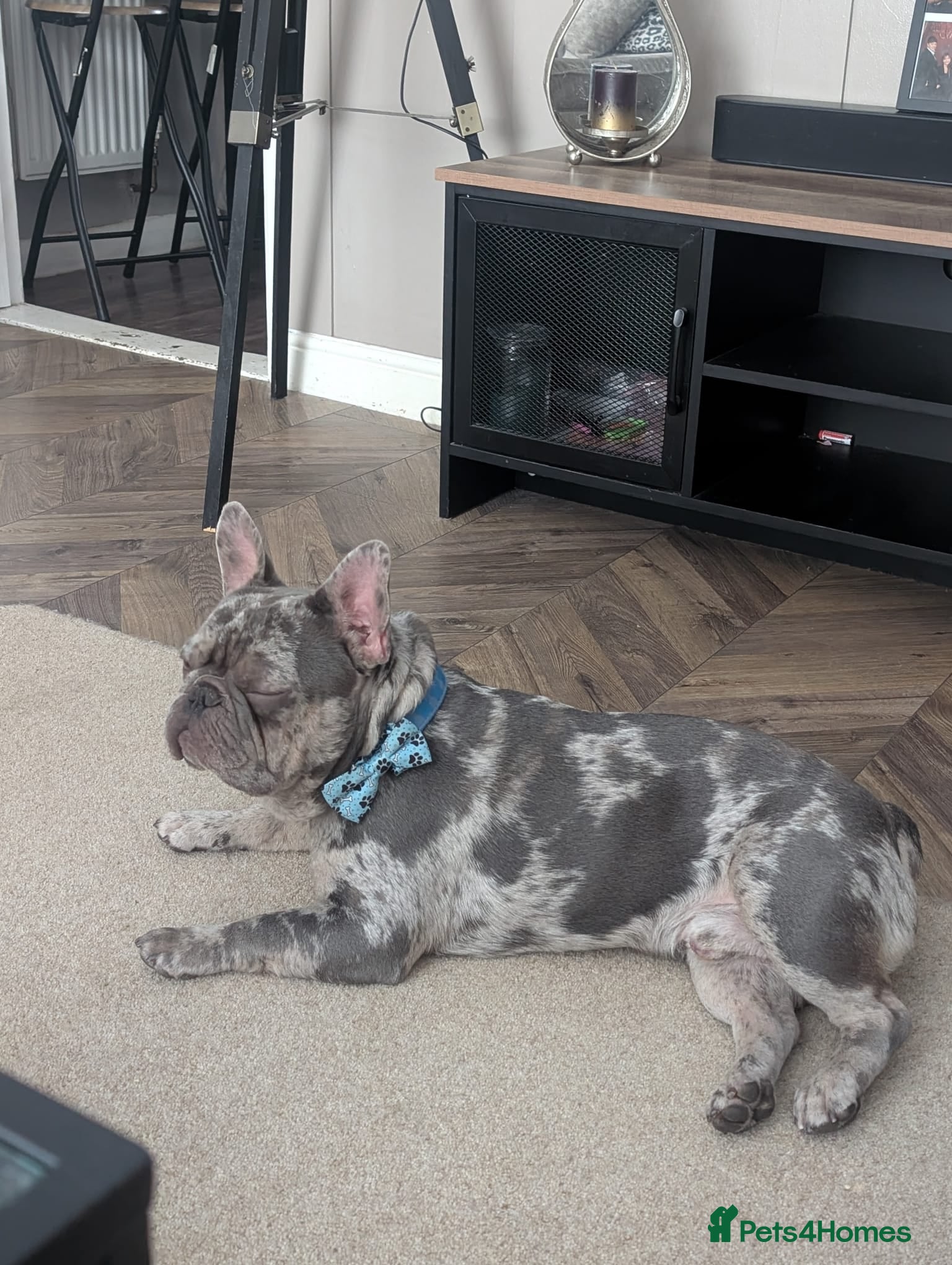French Bulldog dogs for stud: Dog for stud  - Advert 5