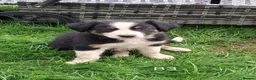 Border Collie dogs for sale: Adorable Puppies - Advert 5