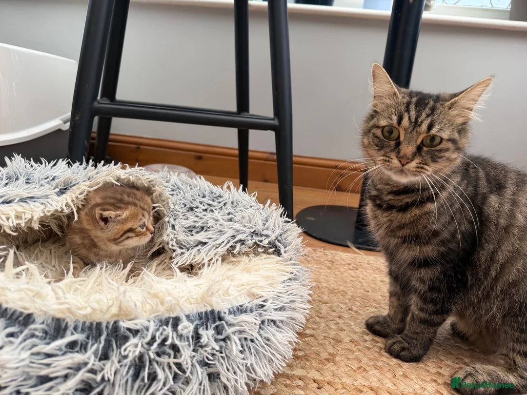 British Shorthair cats for sale: 5 Adorable Kittens – British Shorthair Cross 🐾 - Advert 10